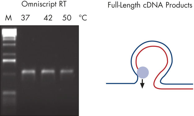 Full-Length RT-PCR products — A.