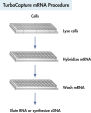 TurboCapture mRNA procedure.