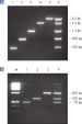 High recoveries from gels.