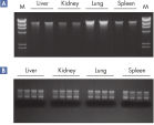 Reproducible purification of DNA and RNA in 96-well format.