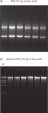 Simultaneous purification of total RNA and genomic DNA.