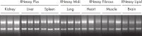 Efficient disruption and homogenization of animal tissues.