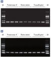 High performance results in PCR.