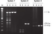 Higher specificity with different primer–template systems.