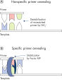 Stable and efficient primer annealing.