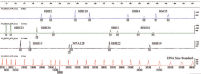 Genotyping of pigs.